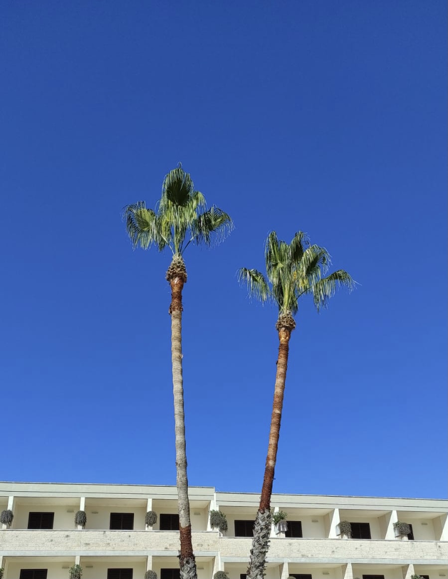 Come due palme nei corridoi di un&nbsp;albergo